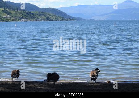 Kanadiengänse, Die Sich Am Lakeshore Entspannen Stockfoto
