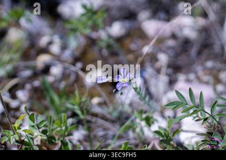 Wilder Blauflachs auf Einer trockenen Wiese Stockfoto