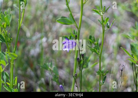 Schöne Harebell in Einer Bergwiese Stockfoto