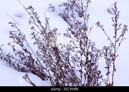 Auffällige Überreste Von Aster-Blüten Und Stangen Im Winter Stockfoto