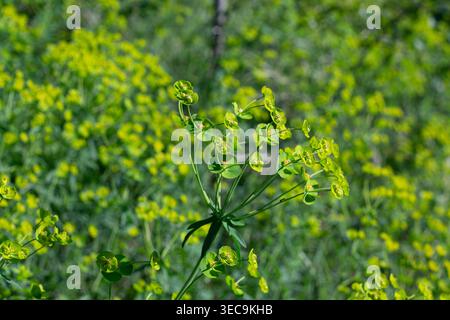 Helle Und Grüne Spurge Meadow Stockfoto