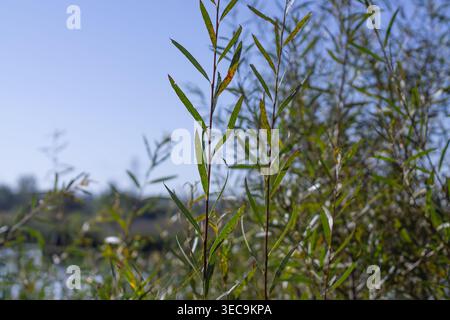 Innere Sandbank Willow by A Storm Pond Stockfoto