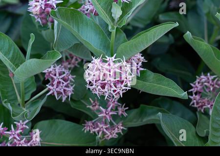 Auffällige Milkweed, Wirtspflanze Für Schmetterlinge Stockfoto