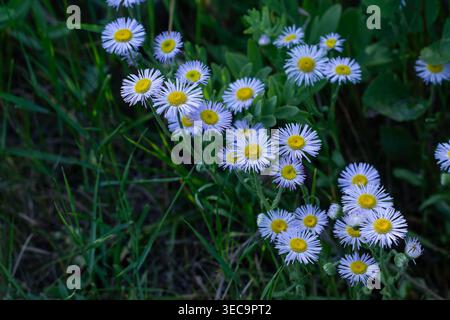 Flussufer und Ein Sommerabend Stockfoto