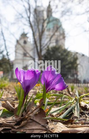 Violette Krokusse tauchen durch trockene Blätter im Wiener Park auf, hinterleuchtet durch Frühlingssonne mit verschwommener Kirchenkuppel (Karlskirche) im Hintergrund, evokin Stockfoto