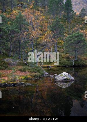 Herbstlicher Waldteich in den Bergen von Vesteralen, Norwegen Stockfoto