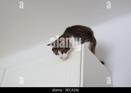 Entzückende Tabbykatze auf Schrankkante, vorsichtiger Blick nach unten, verspielte Katze, die hohe Möbel in einem minimalistischen Apartmentzimmer erforscht. Stockfoto