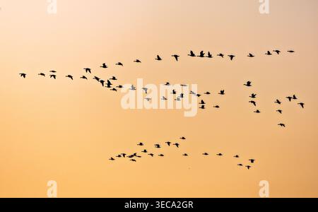Ein wunderschöner Sonnenaufgang mit Vogelschwärme, die in den Himmel fliegen Stockfoto