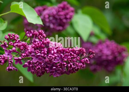 Fliederblume, syringa vulgaris, „Andenken an Ludwig Spath“, Flieder, Laubstrauch, Frühling. Stockfoto