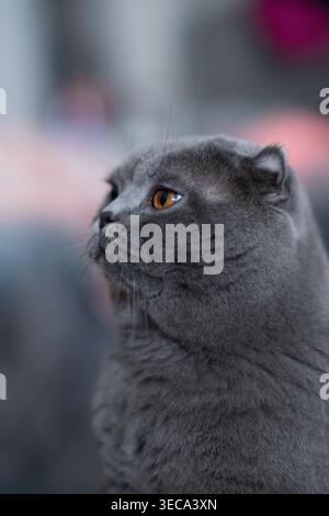 Wunderschöne schottische Faltkatze, die wegschaut Stockfoto