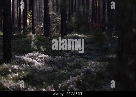 Sonnenlicht beleuchtet Waldboden bedeckt mit Moos und niedriger Vegetation zwischen hohen Kiefern. Konzept der ruhigen Natur, Tiefe und natürlichen Umgebung. Stockfoto