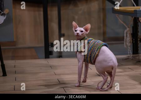 Ganzkörper-sphynx-Katze, die drinnen steht und einen farbenfrohen Strickpullover trägt. Konzentrieren Sie sich auf haarlose Katzenpflege, Wärme und einzigartiges Aussehen. Ideal für das Leben von Haustieren Stockfoto
