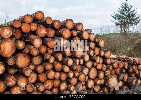 Coillte fällte Stämme, die für die Sammlung in West Cork, Irland, bereit waren. Stockfoto