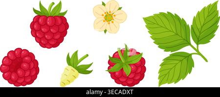 Himbeerset mit Beeren, Blättern und Blüte. Handgezeichnet trendiger flacher Stil isoliert. Ideal für gesunde Lebensmittel Icons, Verpackungen, Menüs, Verpackungen, Textilien, Aufkleber und Lebensmitteldesign. Vektorabbildung Stock Vektor