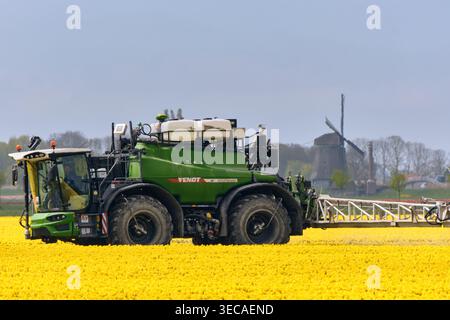 Anwendung Von Pestiziden Auf Tulpenfeld In Spanbroek, Niederlande, Mit Windmühle Im Hintergrund, Landwirtschaftliches Spritzen Stockfoto
