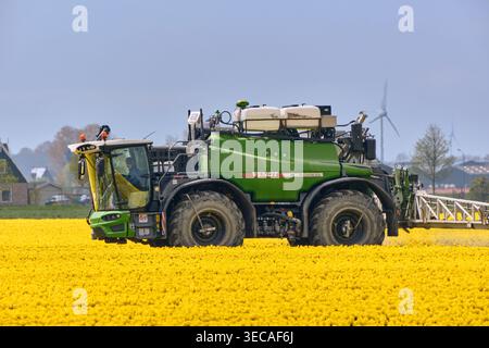 Anwendung Von Pestiziden Auf Tulpenfeld In Spanbroek, Niederlande, Landwirtschaftliche Feldspritze Im Frühjahr Stockfoto