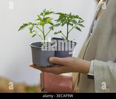 Eine Frau hält zwei frische Tomatensämlinge in Plastiktöpfen, während sie auf dem beliebten Bauernmarkt von Naplavka in Prag einkaufen. Perfekt für Gartenarbeit, Urban Stockfoto