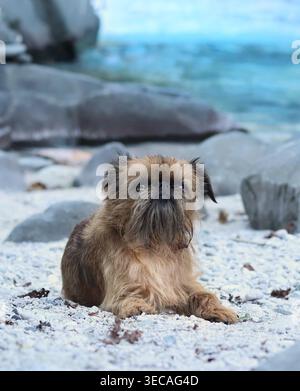 Ein niedlicher Greif, der auf weißen Kieselsteinen am Flussufer liegt, mit großen Felsen und türkisfarbenem Wasser im unscharfen Hintergrund. Stockfoto