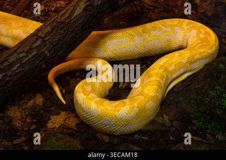 Eine markante gelb-weiße Python liegt zwischen Blättern und Zweigen, teilweise in flachem Wasser. Seine glatten, gemusterten Schuppen fangen das L ein Stockfoto