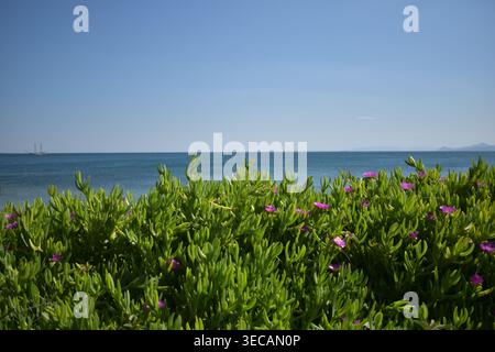 Küstenlandschaft mit grünem, saftigem Boden mit violetten Blumen, die vor einem ruhigen blauen Meer und klarem Himmel blühen Stockfoto