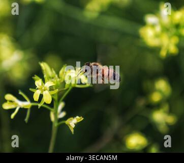 Makroaufnahme einer Honey-Bee, die Pollen auf einer leuchtenden Purple Aster Flower sammelt Stockfoto