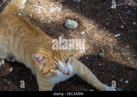 Ginger Cat draußen auf unbefestigtem Boden Stockfoto