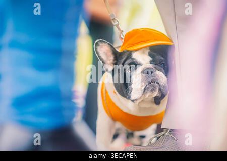 Der französische Bulldogge trägt bei der Veranstaltung eine orange Mütze und ein Hemd, während er an der Leine in der Nähe der Füße seines Besitzers steht. Vorstellung von Hundekostüm, Haustiermode Stockfoto