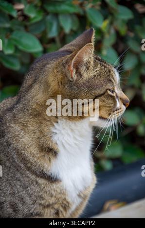 Seitenprofil der Tabby-Katze im Freien Stockfoto