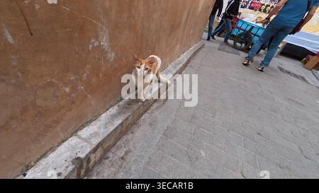 Katze, die sich in Fes Medina Marokko erholt Stockfoto