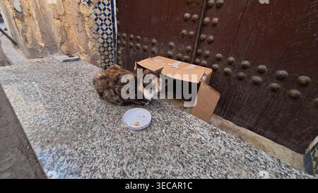 Katze, die sich in Fes Medina Marokko erholt Stockfoto