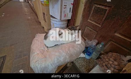 Katze, die sich in Fes Medina Marokko erholt Stockfoto