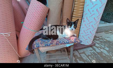 Katze, die sich in Fes Medina Marokko erholt Stockfoto