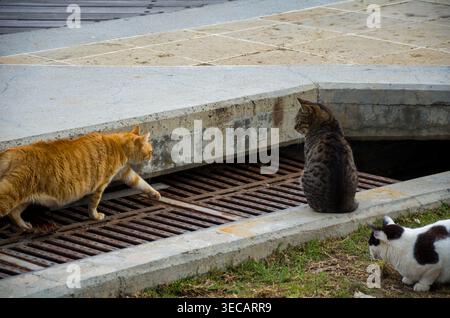 Drei Katzen, die in der Nähe eines Drainagegitters im Freien interagieren Stockfoto