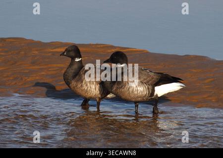 Zwei Brent-Gänse, Branta Bernicla, paddeln in den flachen Gewässern von Wells neben dem Meer Norfolk England Stockfoto