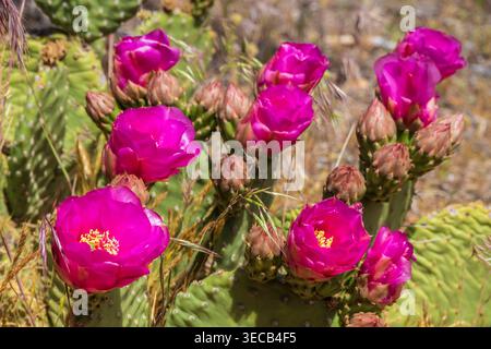 Stachelblüte, Yant Flat, Hurrikan, Utah. Stockfoto
