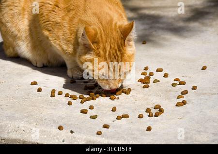 Orangenkatze Isst Trockenfutter Im Freien Stockfoto