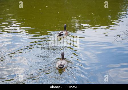 Zwei Enten schwimmen auf ruhiger Wasseroberfläche Stockfoto