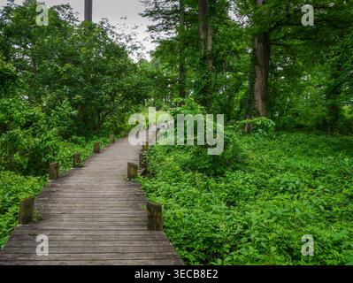 Der Holzsteg schlängelt sich durch üppige grüne Wälder im Reelfoot Lake State Park in Tennessee, USA Stockfoto