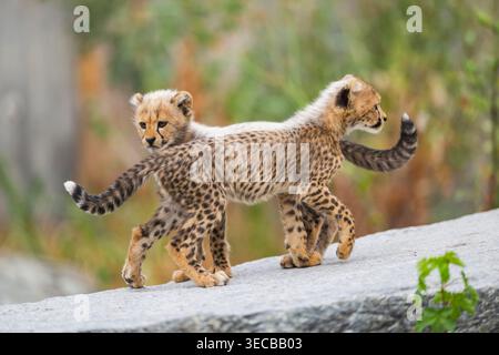 Gepard (Acinonyx jubatus), zwei Gepardenjungen, die zusammen auf einem Felsbrocken spielen Stockfoto