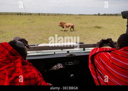 Löwe (Panthera leo), Blick aus einem Safari-Auto auf einen alten Löwen mit Mähne, der in der Savanne, Kenia, Narok County, Masai Mara National Park steht Stockfoto