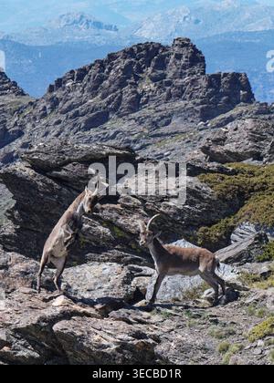 Iberischer Steinbock (Capra pyrenaica), zwei Männchen kämpfen auf einem felsigen Höhenhang, Sierra Nevada Nationalpark, Granada, Spanien, Mai. Stockfoto