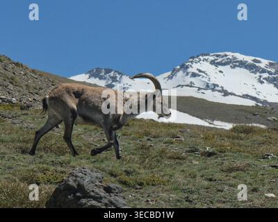 Iberischer Steinbock (Capra pyrenaica), männlich, der unter die Schneegrenze fällt, um eine Bergwiesen auf 2600 m Höhe zu beweiden, Hoya de la Mora, Nationalpark Sierra Nevada, Stockfoto