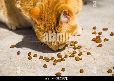 Ingwerkatze isst Trockenfutter auf Betonboden Stockfoto