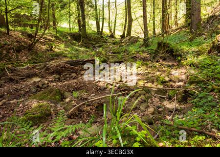 Kleiner Waldbach in moosiger Waldlandschaft des Odenwaldes Stockfoto