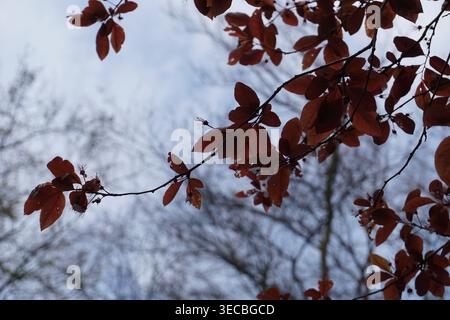 Farbenfrohe Nahaufnahme der roten Blätter eines Fagus sylvatica, oder einer europäischen Buche, im Herbst oder Fall von oben Stockfoto