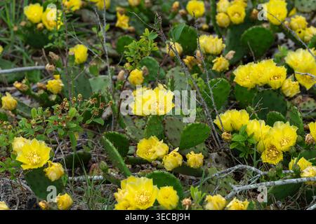 Ansammlung von hellgelben Blüten des östlichen Feigenkaktus auf der Insel Assateague Stockfoto