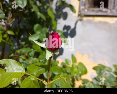 Eine einzelne tiefrote Rosenknospe (Rosa) beginnt an einem sonnigen Tag vor einer rustikalen, verwitterten gelben Wand zu blühen. Stockfoto