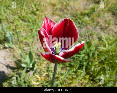 Eine auffällige dunkelrote Tulpe (Tulipa) mit weißkantigen Blüten und gelben Staubblättern, die an einem hellen Frühlingstag in einem Garten blühen. Stockfoto