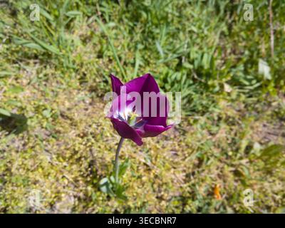 Eine wunderschöne violette Tulpe (Tulipa sp.) Mit einem weißen Zentrum und gelben Staubblättern, die an einem sonnigen Frühlingstag auf einem grasbewachsenen Feld blühen. Stockfoto