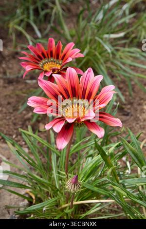 Zwei rötlich-rosa Gazania-Blüten mit gelben Mittelpunkten im Garten, grünen Blättern und Erde, Blickwinkel mit weichem Fokus Stockfoto